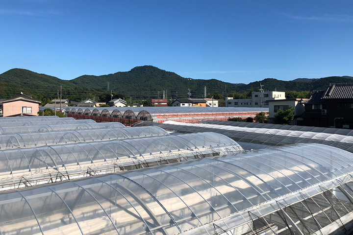 苺の生産・卸