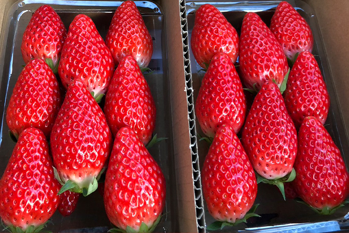 苺の販売